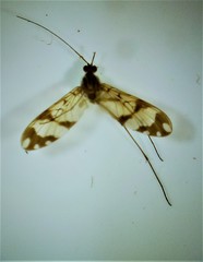 Macrocera hudsoni