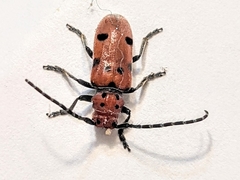 Tetraopes annulatus