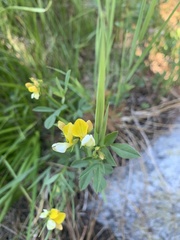 Hosackia pinnata
