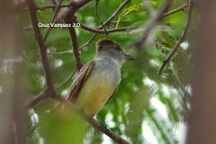 Myiarchus tyrannulus