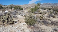 Cercocarpus betuloides betuloides