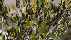 Cercocarpus betuloides betuloides