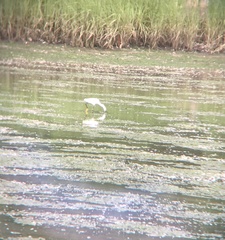 Egretta thula