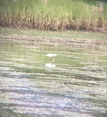 Egretta thula