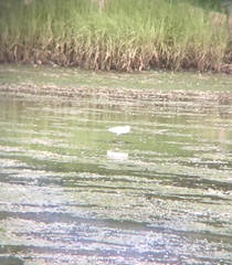 Egretta thula