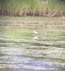 Egretta thula