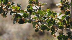 Cercocarpus betuloides betuloides