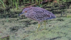 Nycticorax nycticorax