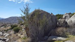 Cercocarpus betuloides betuloides