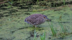 Nycticorax nycticorax