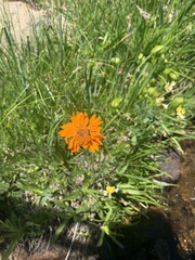 Raillardella pringlei