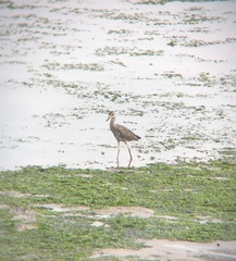 Nyctanassa violacea