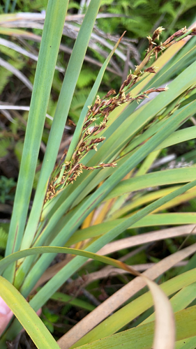 Machaerina mariscoides