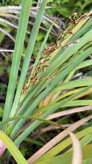 Machaerina mariscoides