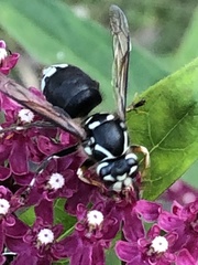 Dolichovespula maculata