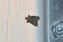 Basacallis tarachodes