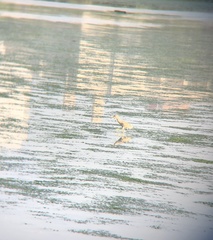 Nycticorax nycticorax