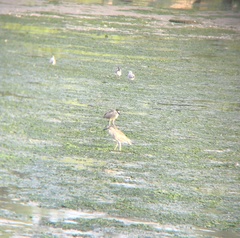 Nycticorax nycticorax
