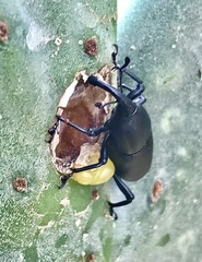Cactophagus spinolae validus