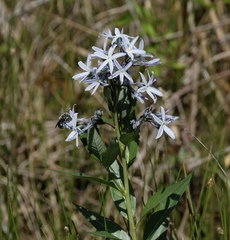 Amsonia