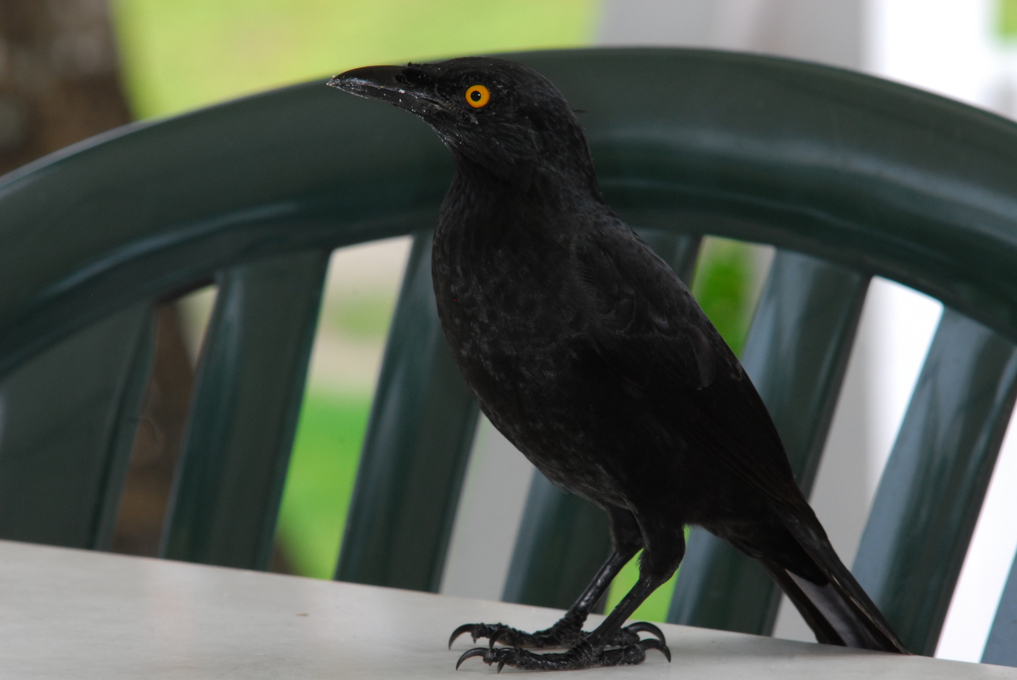Micronesian Starling illustration