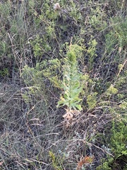 Eryngium leavenworthii