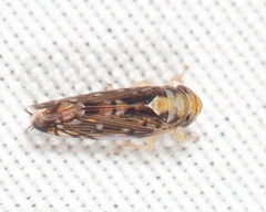 Scaphoideus obtusus