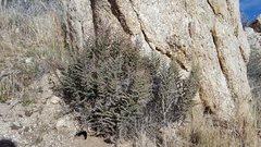 Pellaea mucronata mucronata