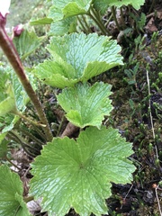 Boykinia richardsonii