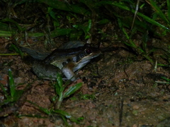 Leptodactylus insularum