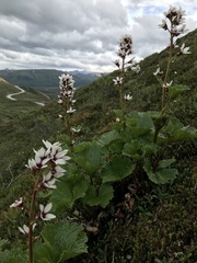 Boykinia richardsonii