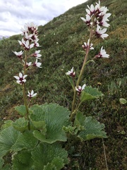 Boykinia richardsonii