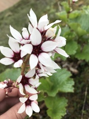 Boykinia richardsonii