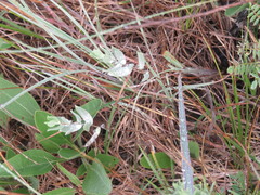 Symphyotrichum sericeum