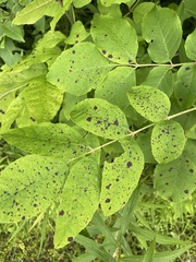 Mycosphaerella effigurata