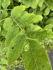 Mycosphaerella effigurata