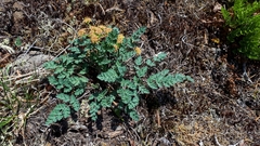Lomatium martindalei