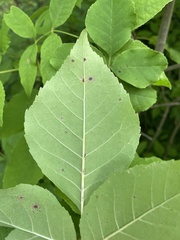 Mycosphaerella effigurata