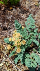 Lomatium martindalei