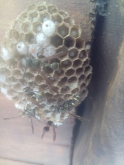 Mischocyttarus pallidipectus