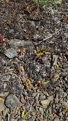Claytonia multiscapa pacifica