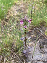 Pedicularis parviflora