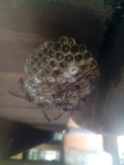 Mischocyttarus pallidipectus