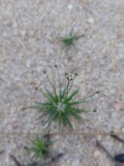 Paepalanthus subtilis