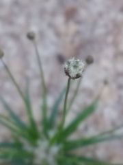 Paepalanthus subtilis