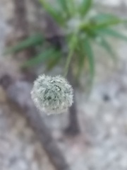 Paepalanthus subtilis