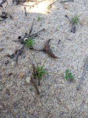 Paepalanthus subtilis