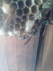 Mischocyttarus pallidipectus