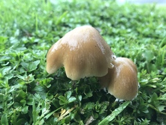 Candolleomyces candolleanus