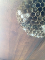 Mischocyttarus pallidipectus